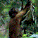 PARC AMAZONIEN DE GUYANE