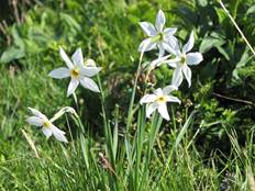 fleur de l'Hospie