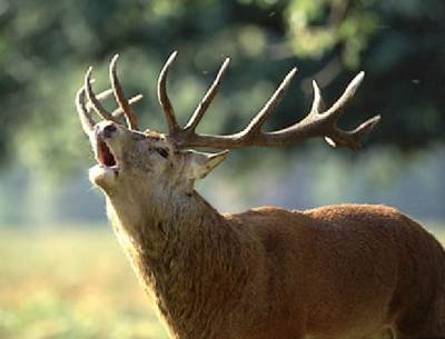 brame du cerf