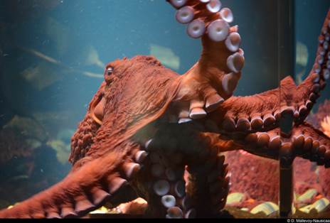 poulpe nausicaa
