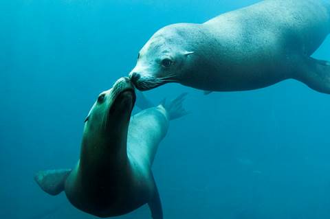 otaries nausicaa
