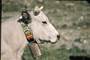 vache