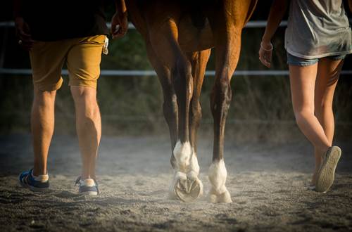 Coaching et méditation par le cheval © Coaching et méditation par le cheval