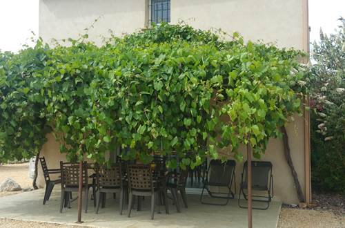 Terrasse Gite LOU avec vigne non greffé ©
